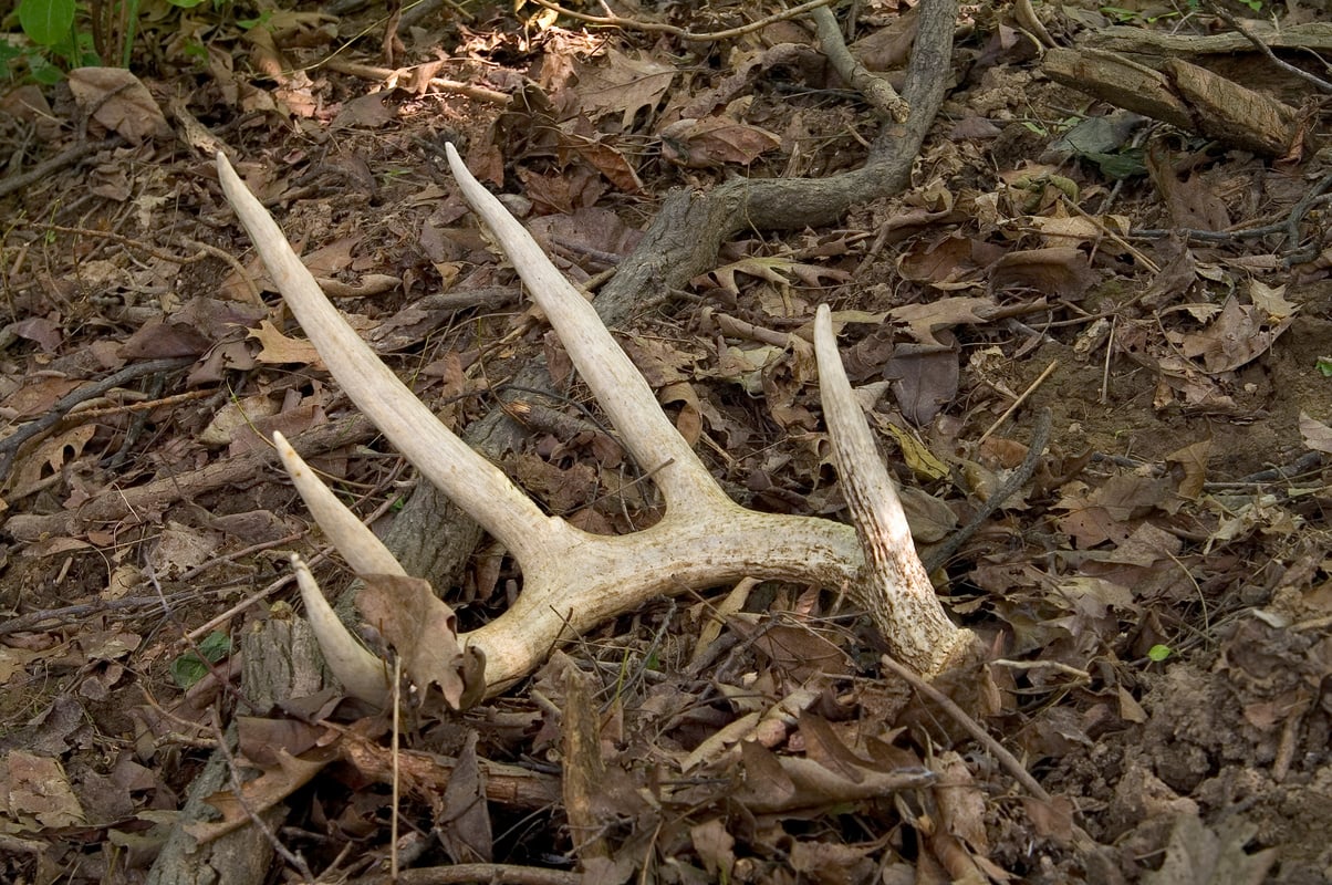 Whitetail Deer Antler