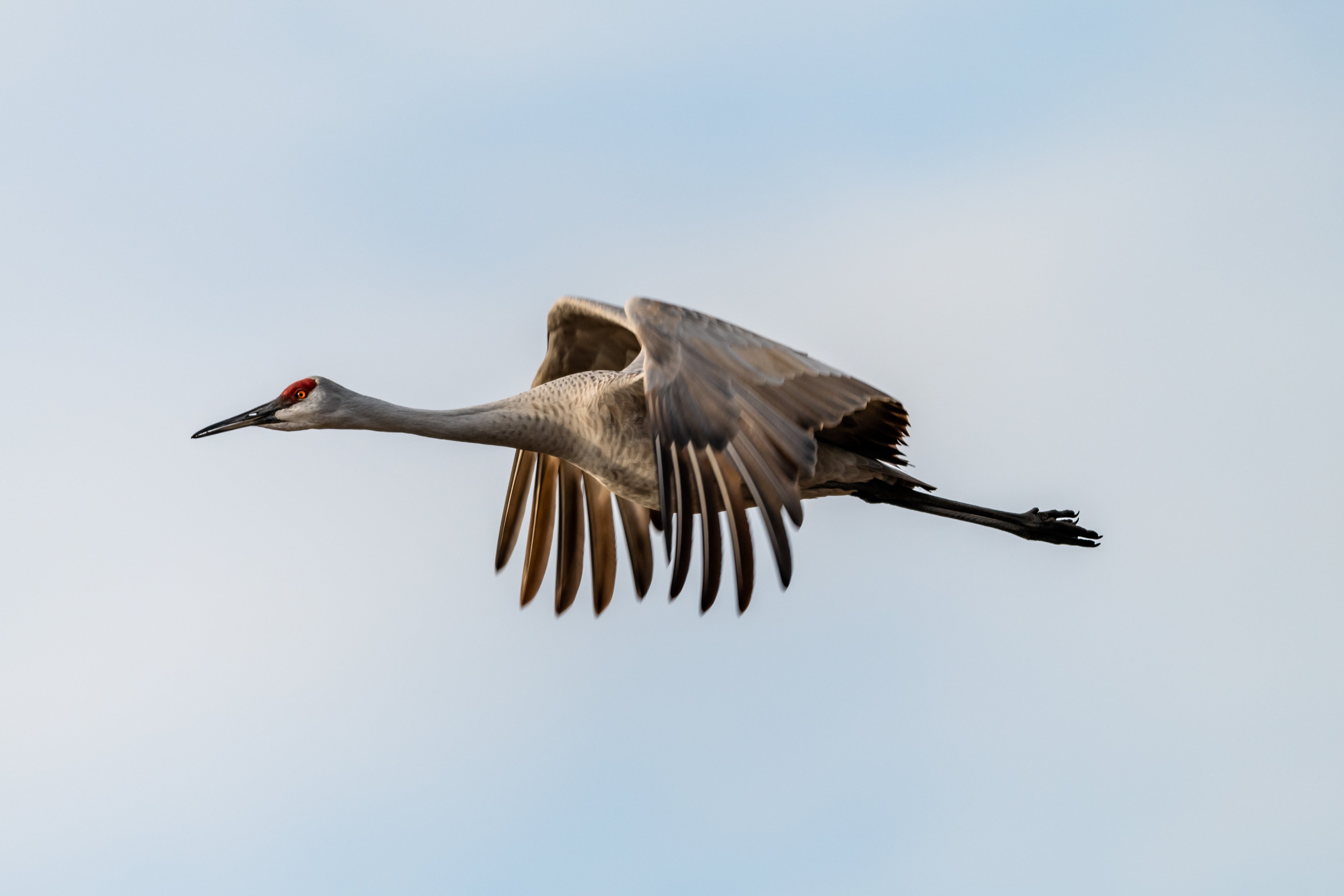 Sandhill Crane