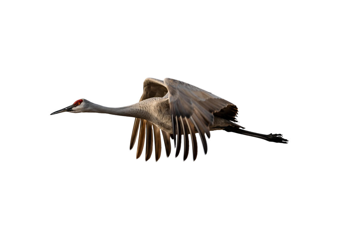 Sandhill Crane